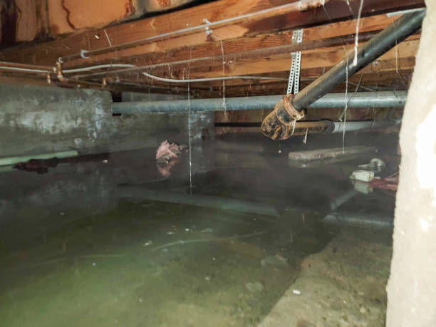 Best Mold removal after water damage  in Elk Creek, KY
